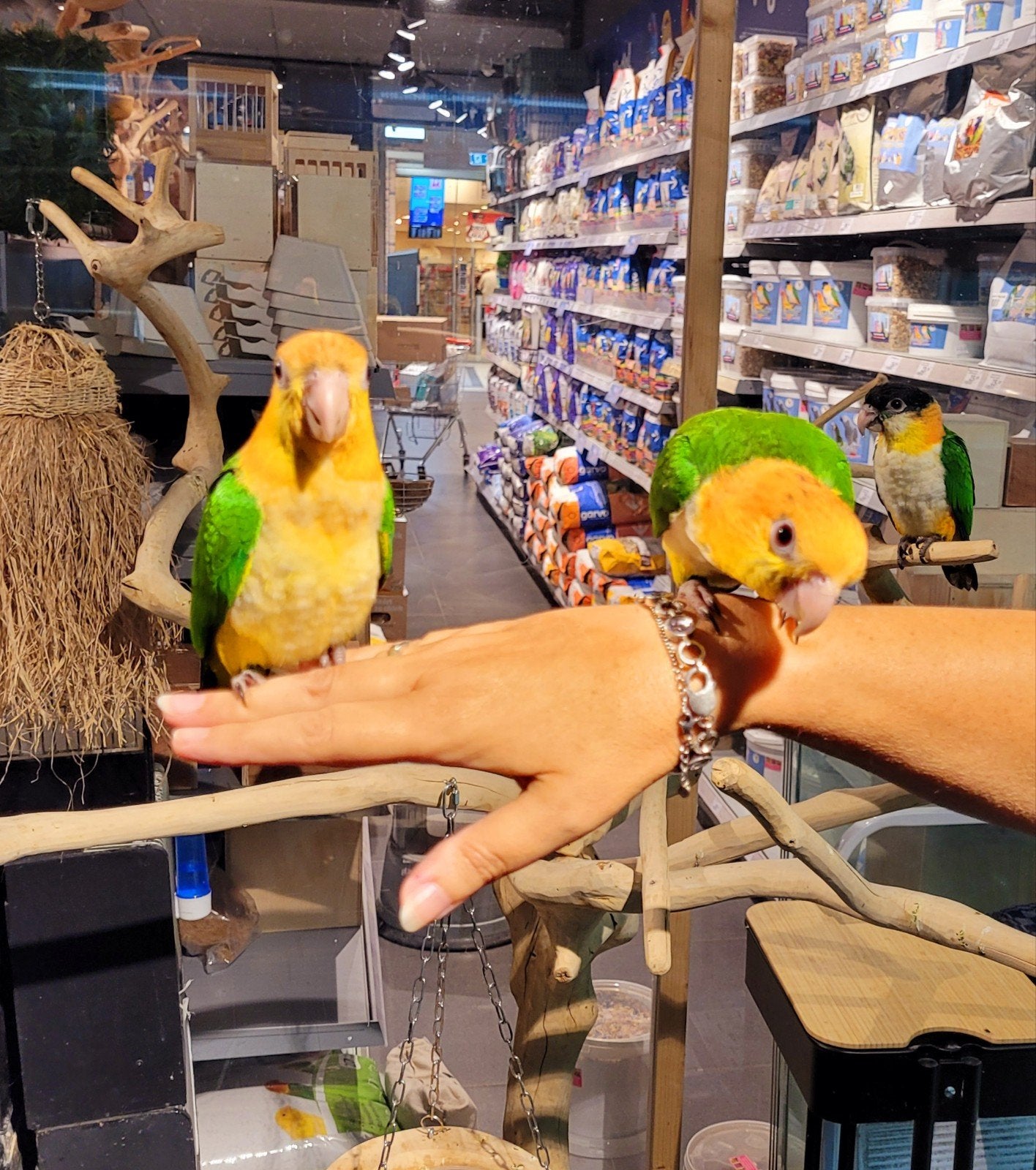 Roestkopcaiques super lief en super tam., Meerdere dieren, Papegaai, Tam