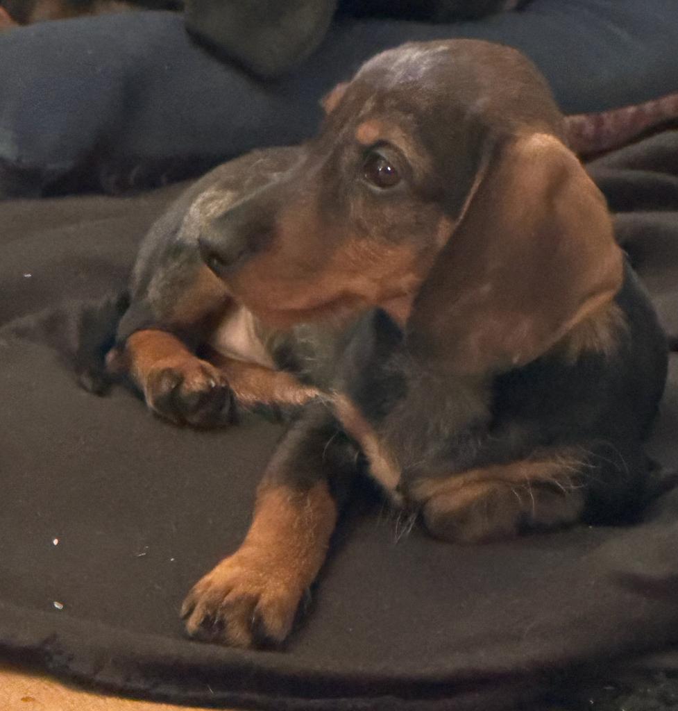 Teckel pup. Reutje, Parvo, Nederland, Reu, 8 tot 15 weken