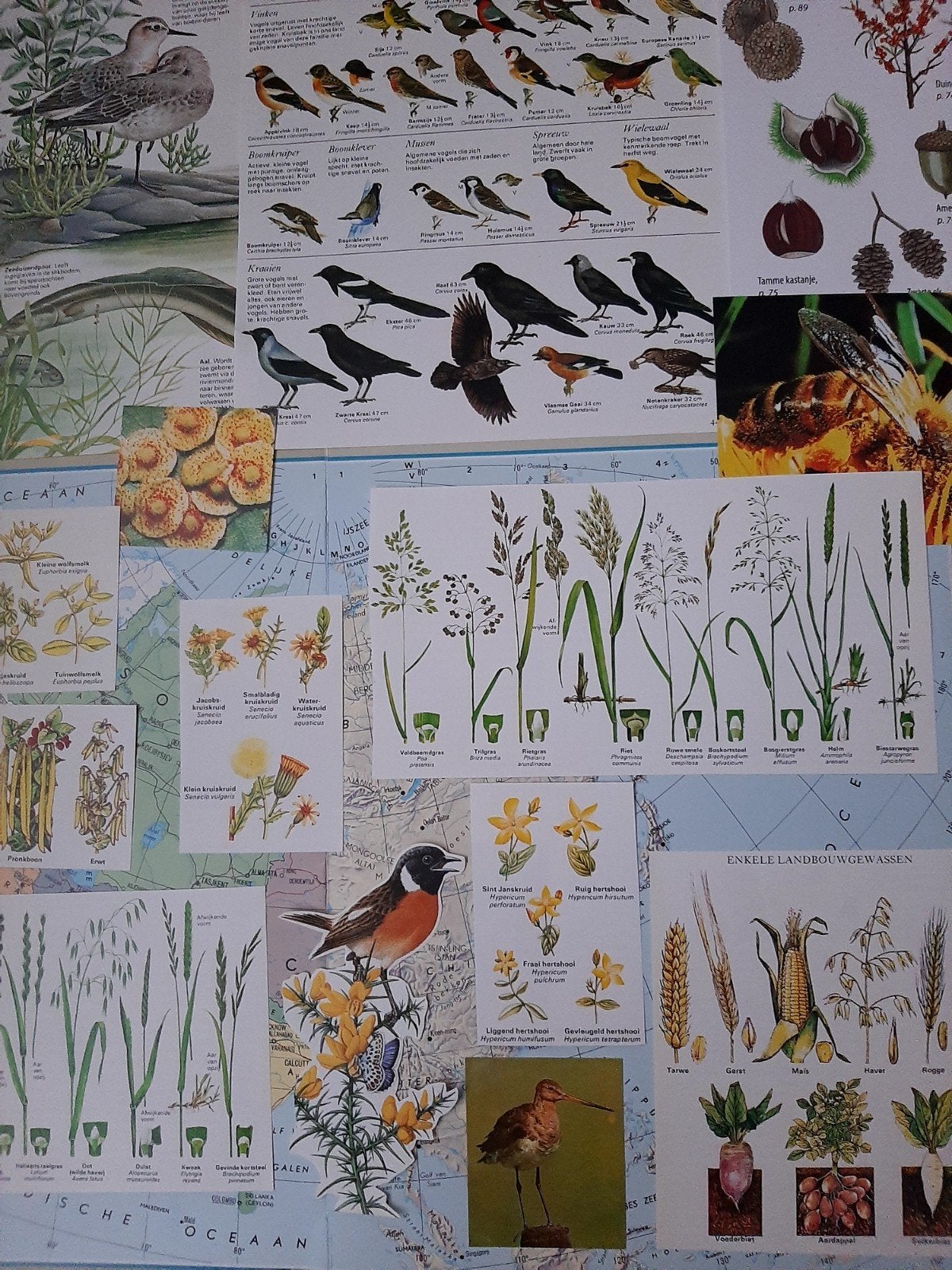 Vintage educatieve illustraties: vogels, planten, gewassen, Hobby en Vrije tijd, Scrapbooking, Ophalen of Verzenden