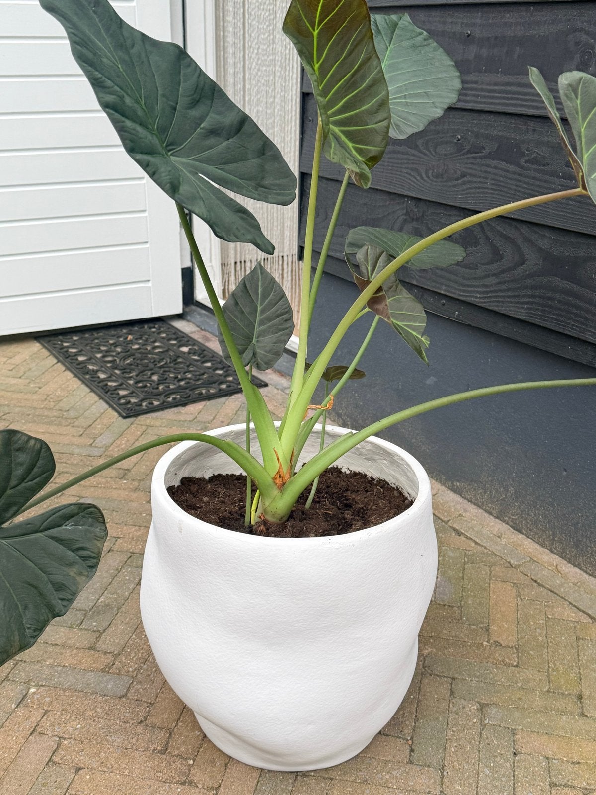 Nieuw plantenpot kwantum inclusief plant, Ophalen, 100 tot 150 cm, Overige soorten, Halfschaduw