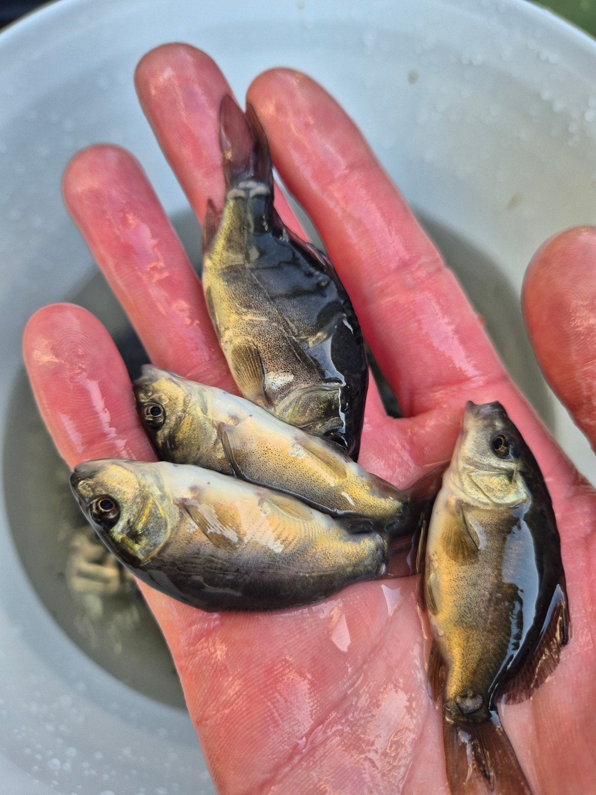 spiegelkarpers circa 10cm, Dieren en Toebehoren, Vissen | Vijvervissen, Karper of Koi
