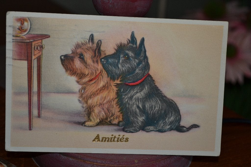 BEL;GIE 1950 TWEE HONDEN FOX TERRIER, Ophalen of Verzenden, 1940 tot 1960, Gelopen, Sterren en Beroemdheden