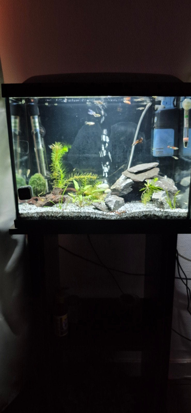 aquarium met kast merk superfish, Ophalen, Inclusief toebehoren, Zo goed als nieuw, Aquariummeubel