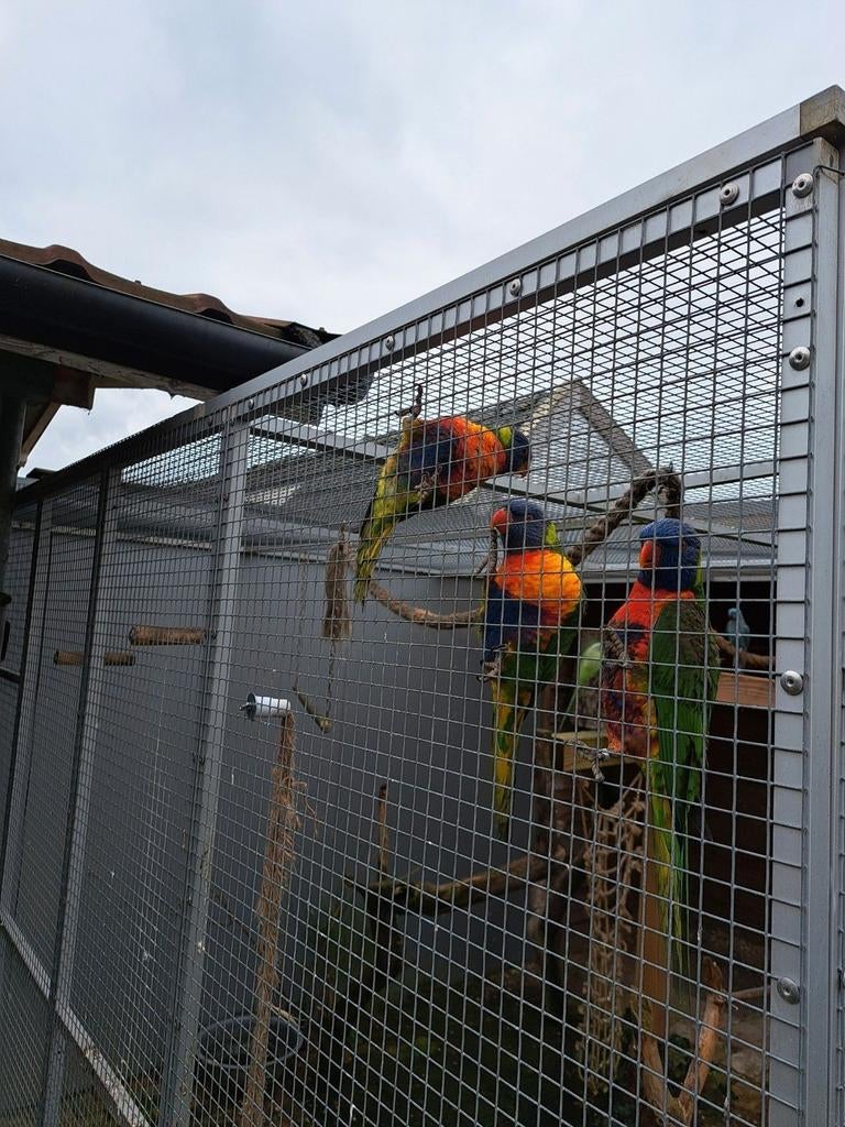 Lori, Geslacht onbekend, Papegaai