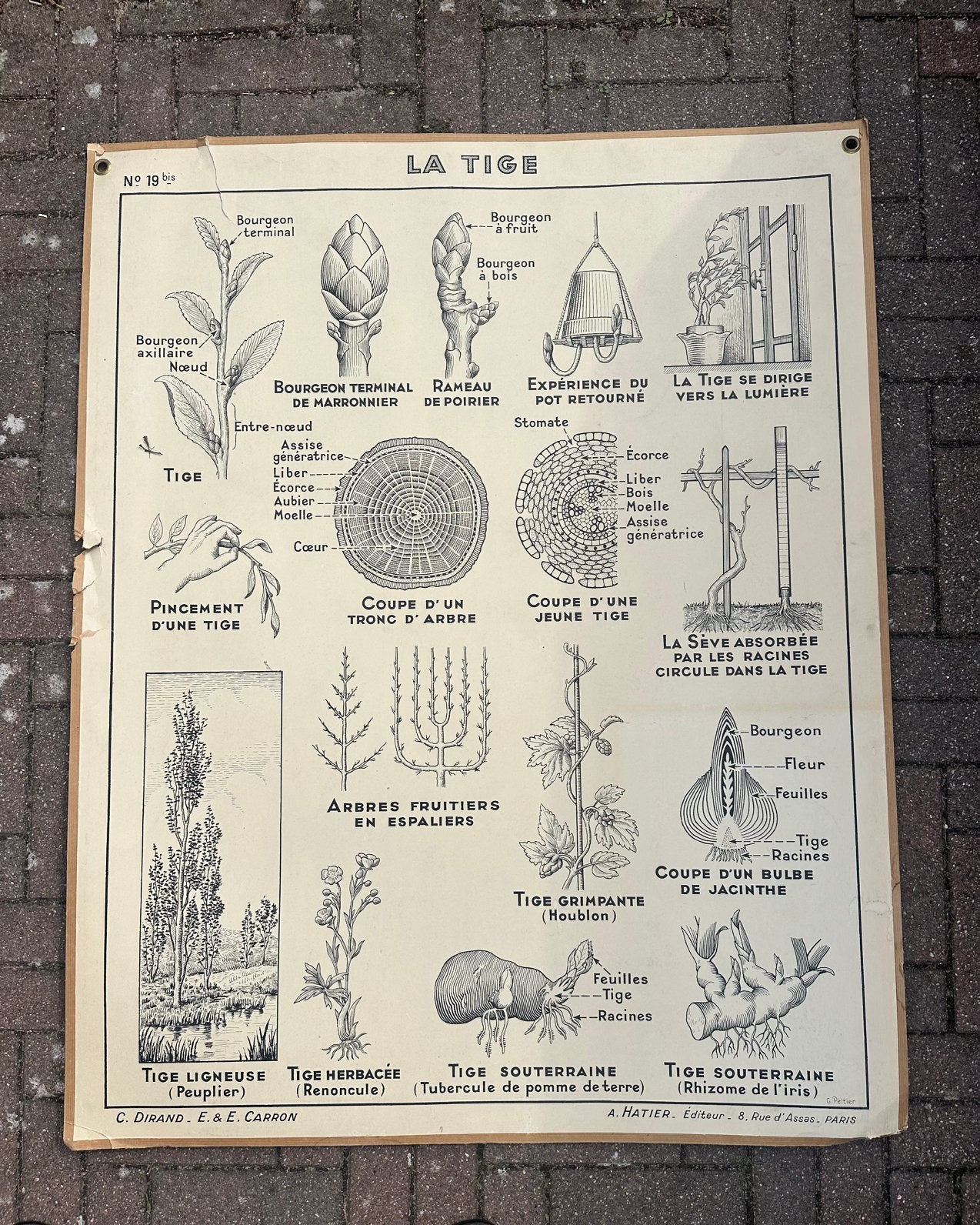 Oude Franse Schoolplaat Vintage, Antiek en Kunst, Ophalen, Natuur en Biologie