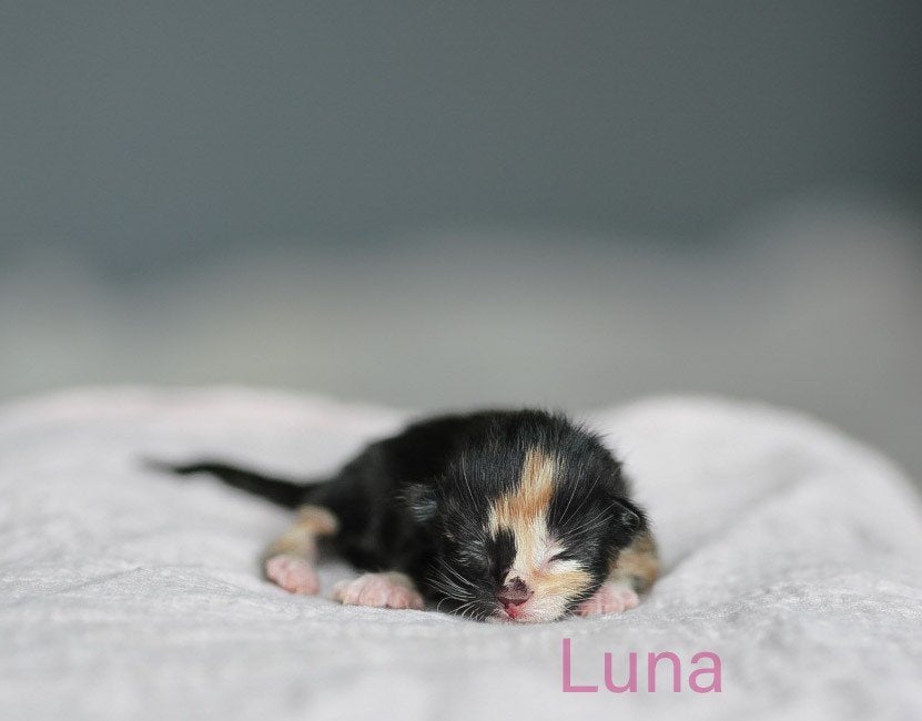 Half Maine Coon kittens, Meerdere dieren, Kortharig, 0 tot 2 jaar