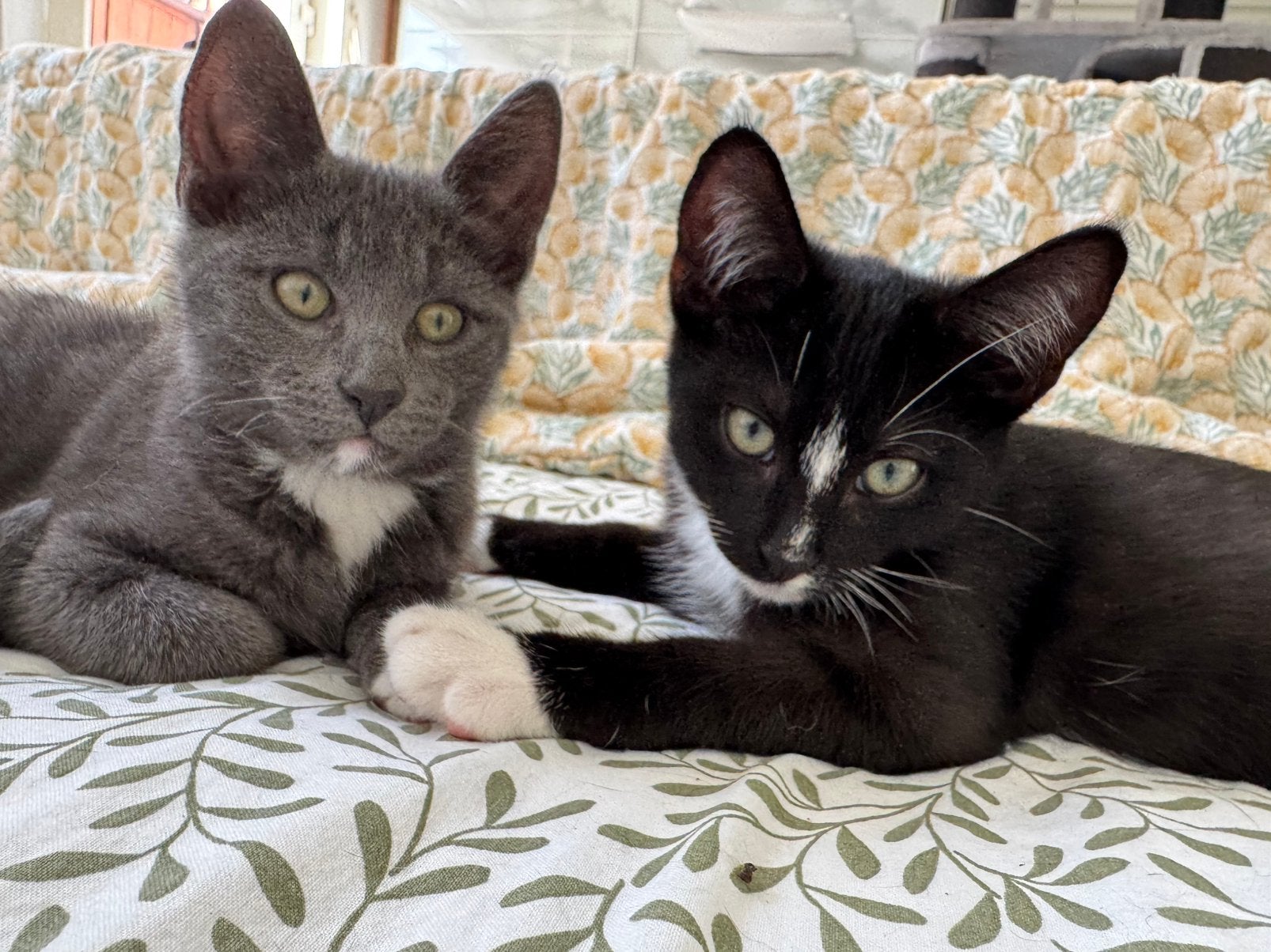 Twee crazy kittens | super lief en speels, Meerdere dieren, Langharig, 0 tot 2 jaar