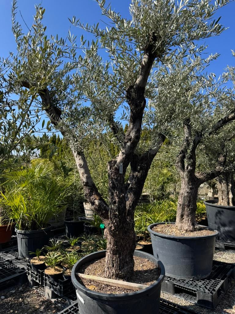 Dikke olijfboom €395,- Zondags geopend, 100 tot 250 cm, Olijfboom, Zomer, Ophalen