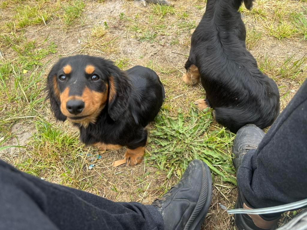 Teckel pups, België, Particulier, Reu, 8 tot 15 weken