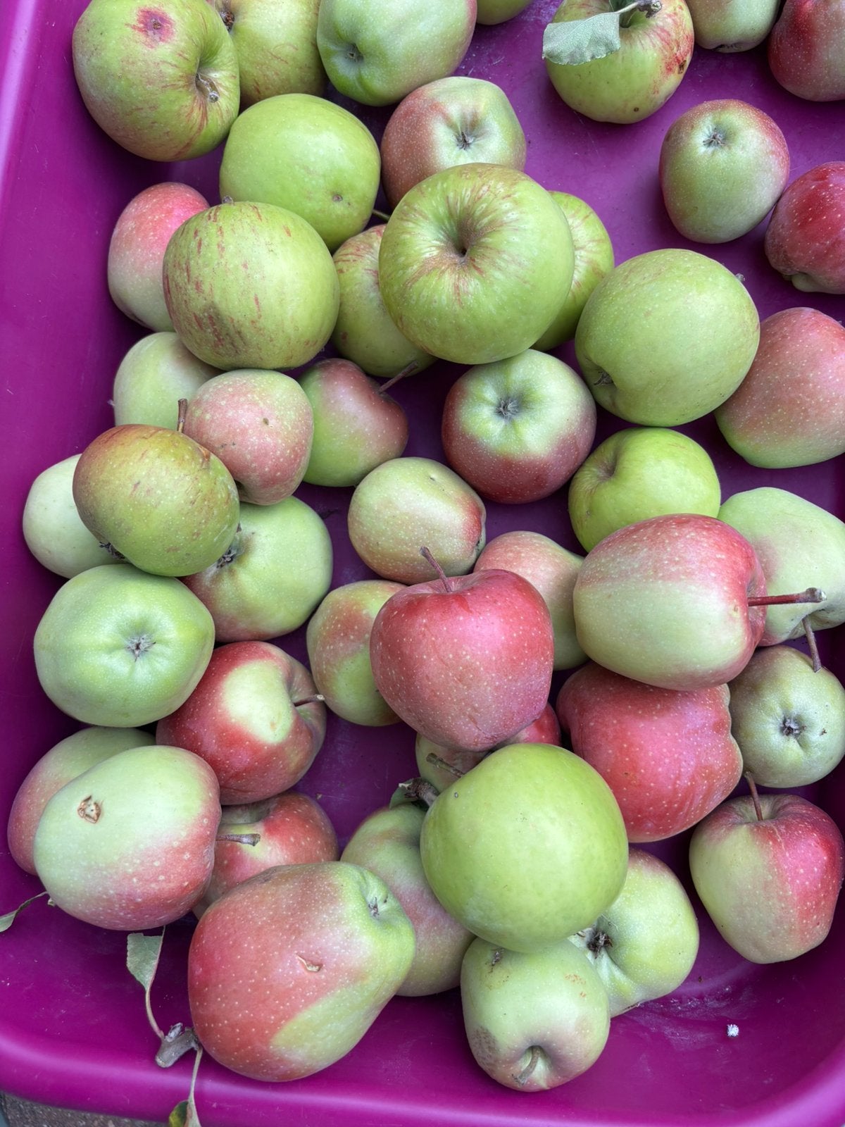Appels van onze appelboom, Ophalen