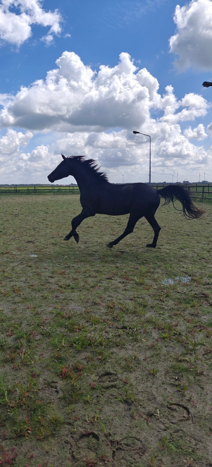 Black Beauty veelbelovende 4 jarige ruin (Vivaldi/Krack C), Ruin, Dressuurpaard, 3 tot 6 jaar, 165 tot 170 cm