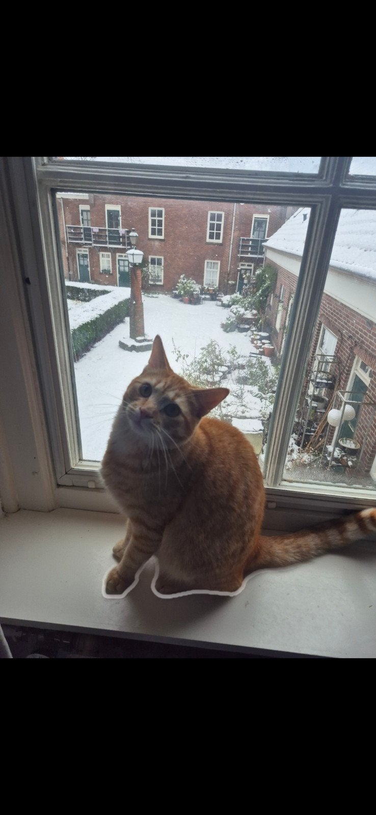 Rode kater ter adoptie, Kater, Kortharig, 0 tot 2 jaar