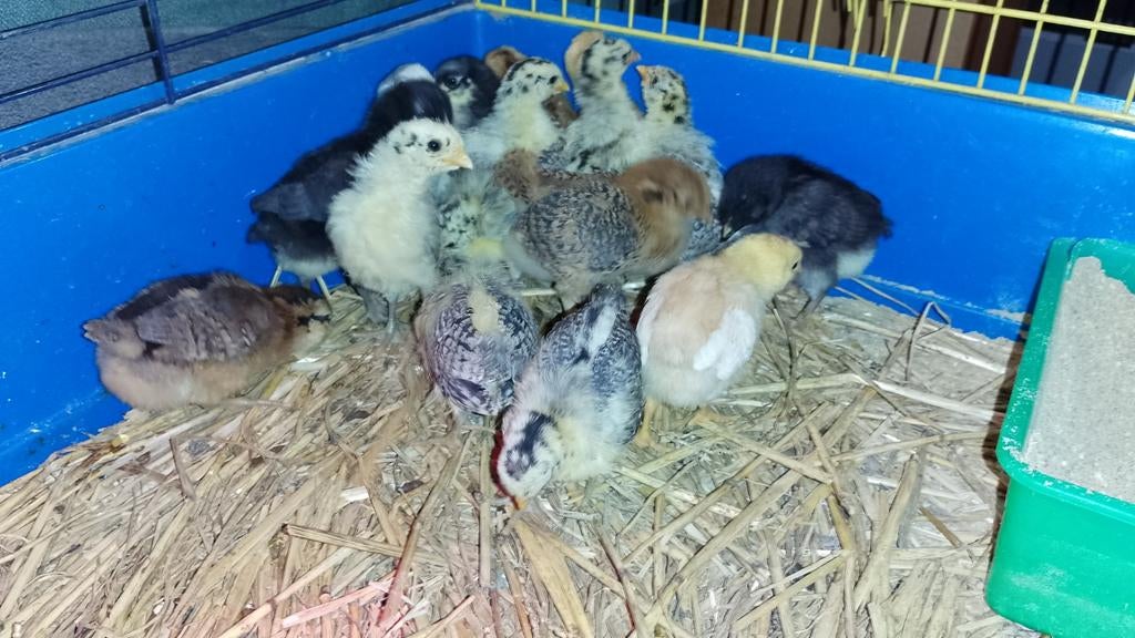 Diverse kuikens! Lees de Advertentie goed!, Dieren en Toebehoren, Pluimvee, Geslacht onbekend, Kip