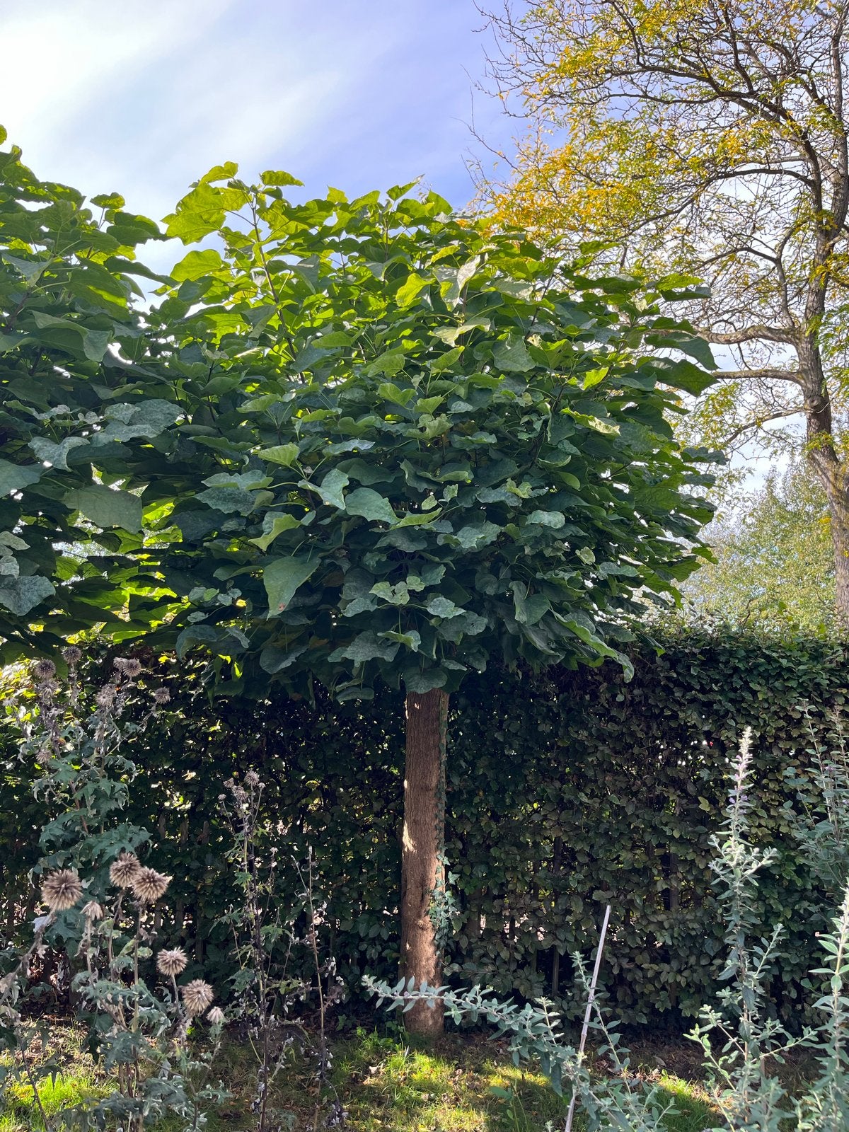 Bolcatalpa van circa 4 meter hoog, Tuin en Terras, Ophalen, Bolboom, 400 cm of meer