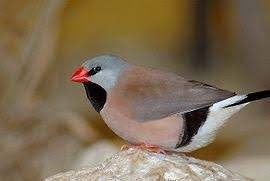 1-0 spitsstaart amadine grijs 2020, Dieren en Toebehoren, Mannelijk, Tropenvogel, Tam