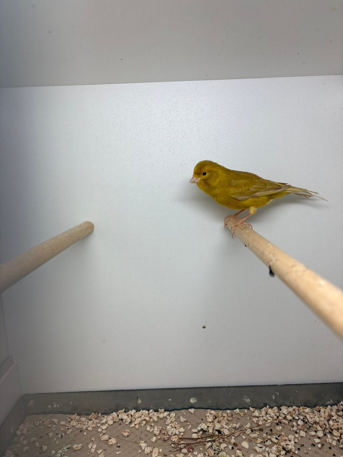 Zang kanarie, Dieren en Toebehoren, Vogels | Kanaries, Mannelijk, Zangkanarie