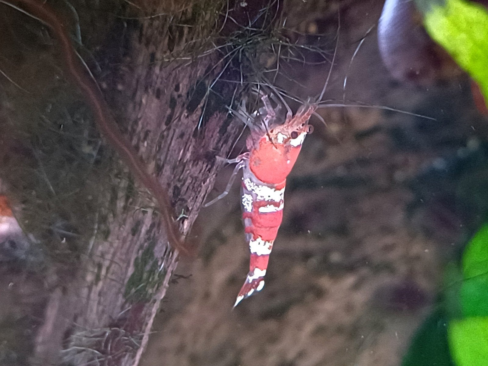 Garnalen licht rood, Dieren en Toebehoren, Vissen | Aquariumvissen, Kreeft, Krab of Garnaal