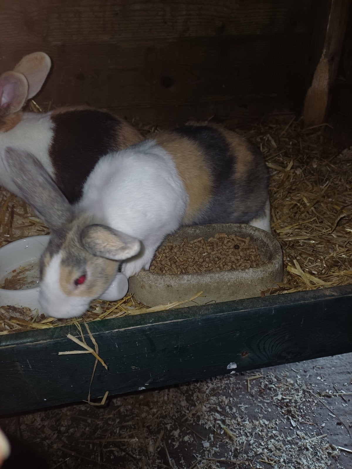 Dwergkonijn, Dieren en Toebehoren, Vrouwelijk