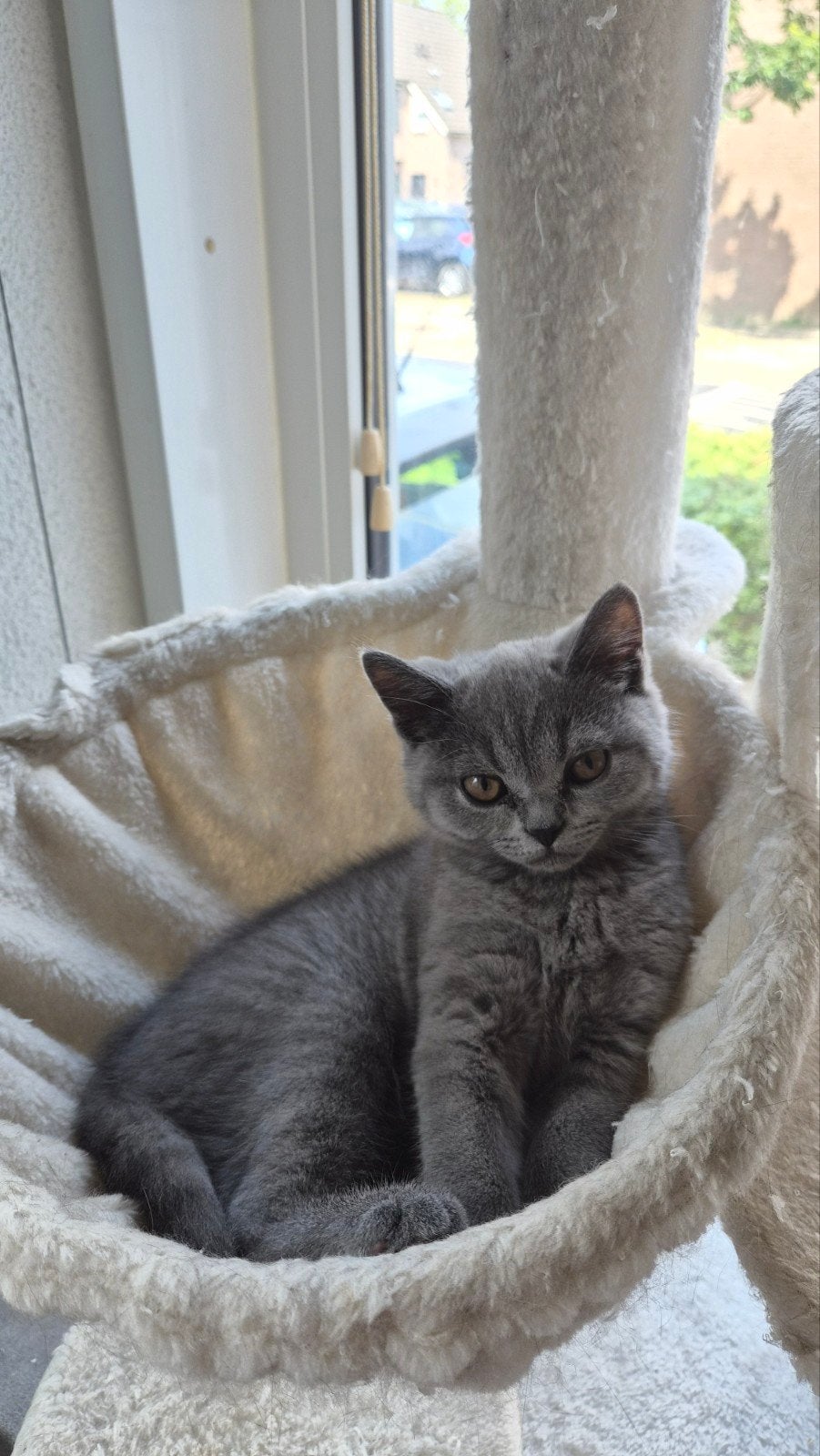 Silver Britse Korthaar  kater, Kater, Ontwormd, 0 tot 2 jaar
