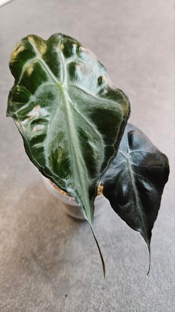 Alocasia Venom, Ophalen of Verzenden, Halfschaduw, Minder dan 100 cm