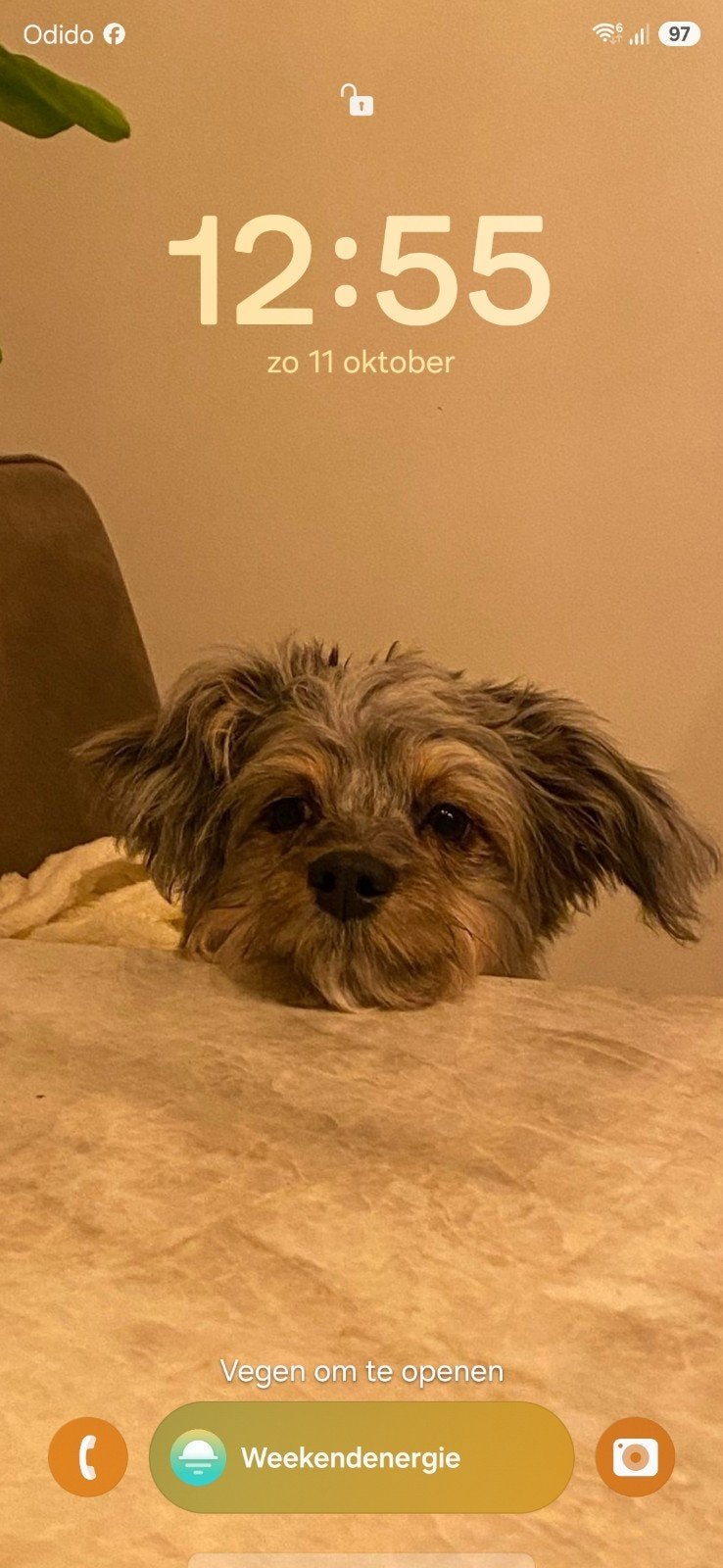 boomer 2 jaar oude reu., Reu, 1 tot 2 jaar, Eén hond, Klein
