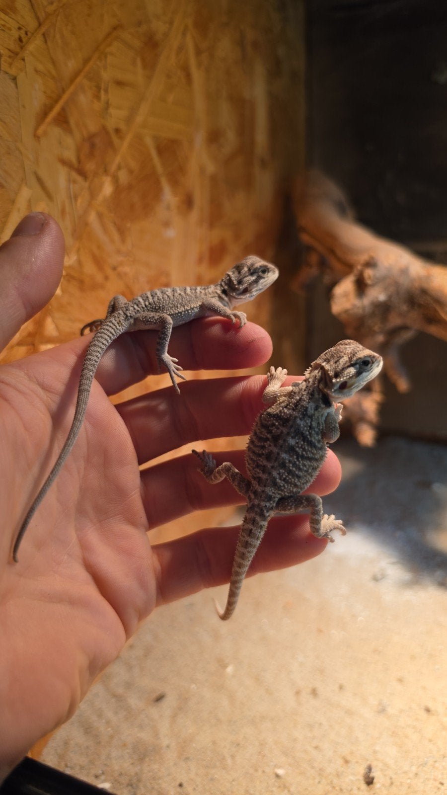 nakweek baardagaam Bearded Dragon - unknown for sale from jeroen
