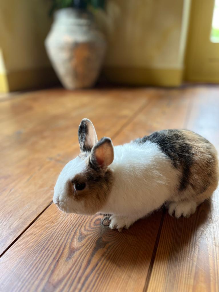 Konijnen te koop € 15,- per stuk, Dieren en Toebehoren, Meerdere dieren, Middelgroot