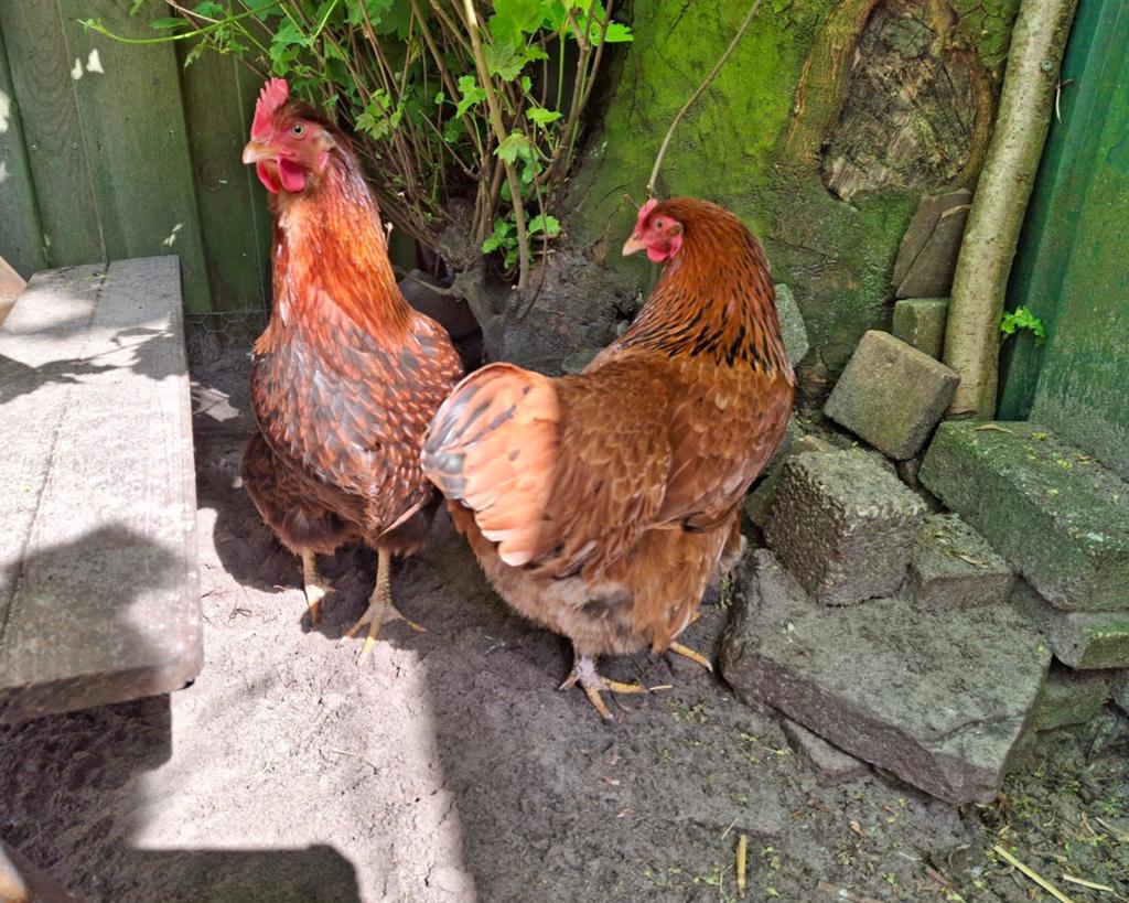 Mooi toompje kippen 4 hennen aan de leg, Dieren en Toebehoren, Pluimvee, Vrouwelijk, Kip