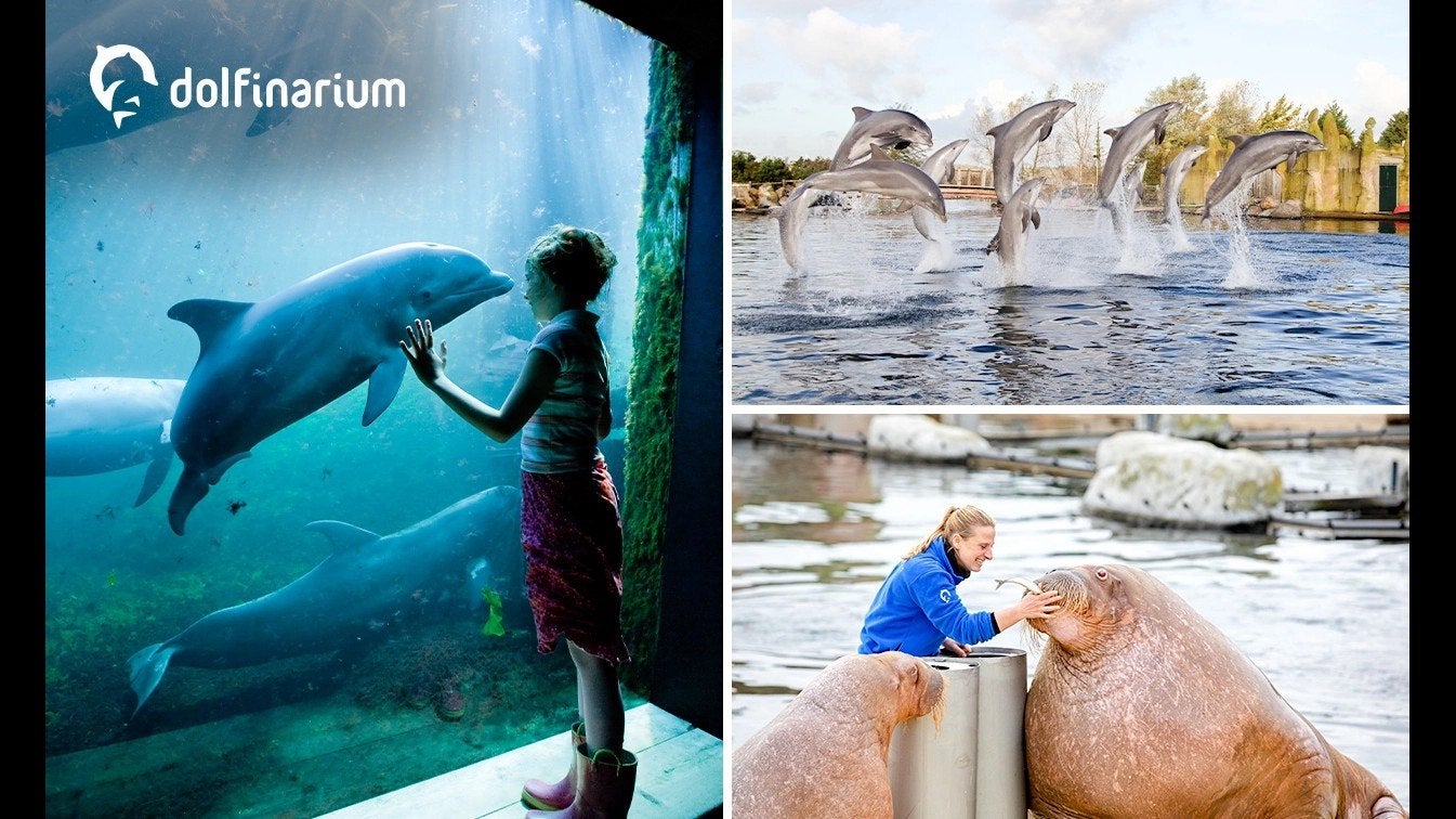 4 tickets Dolfinarium VANDAAG, Tickets en Kaartjes, Recreatie | Dierentuinen, Twee personen, Ticket of Toegangskaart