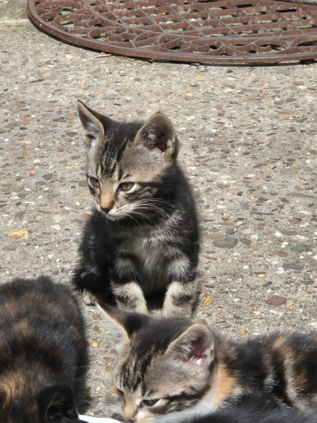 Prachtige lieve boerderij kittens