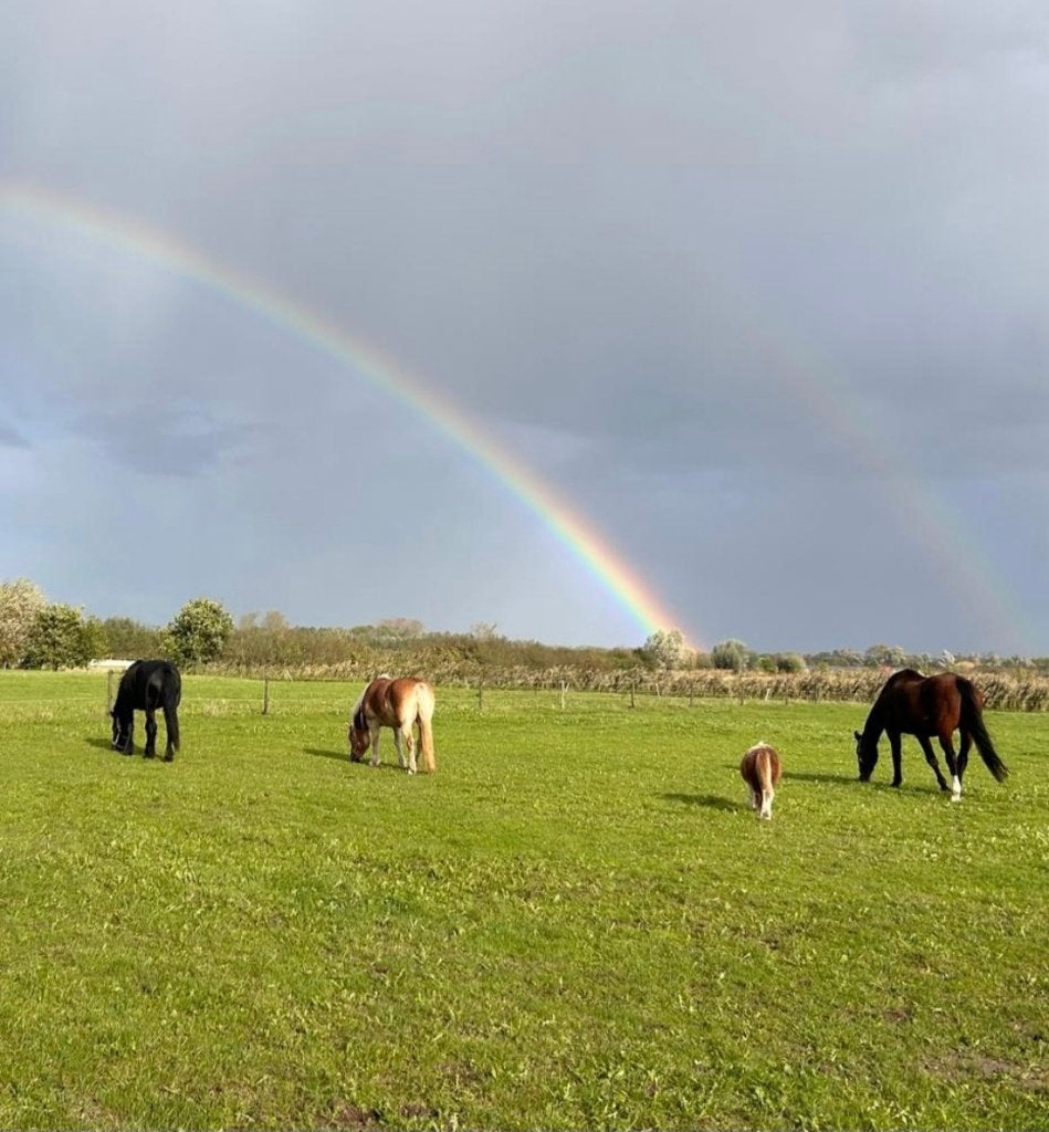 Gezellige Pension Stalling, Stalling, 1 paard of pony