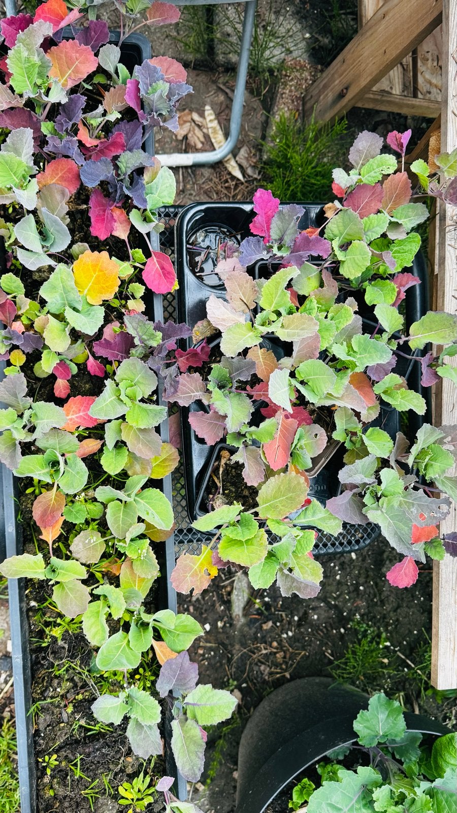 Koolplantjes - Diverse Soorten. Alleen afhalen, Tuin en Terras, Planten | Tuinplanten, Ophalen, Volle zon, Groenteplanten, Bloeit niet