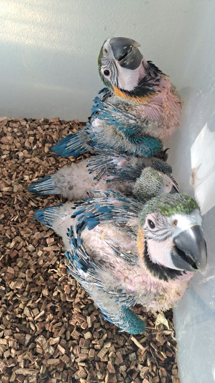 blauw gele ara jongen, Dieren en Toebehoren, Meerdere dieren, Papegaai, Tam