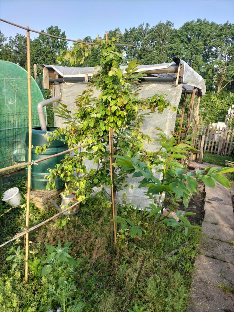 Kweepeer 3 a 4 jaar oud., Tuin en Terras, Planten | Bomen, Ophalen, Volle zon, Overige soorten