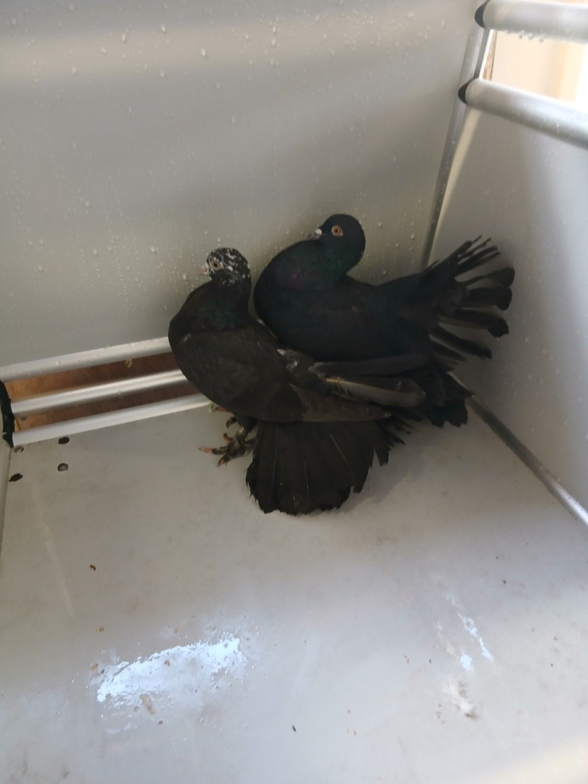 mooi koppel zwarte pauwstaarten, Dieren en Toebehoren, Vogels | Duiven, Meerdere dieren, Overige soorten