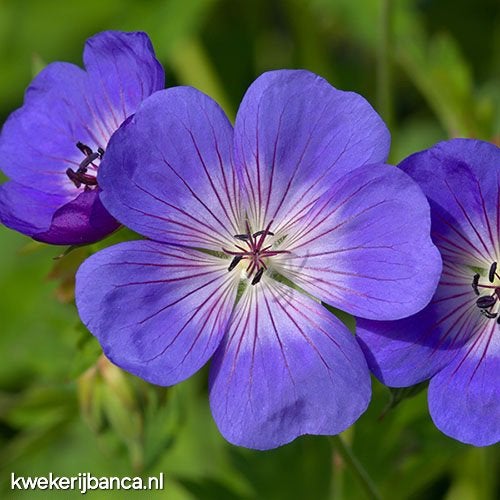Geranium Rozanne, Tuin en Terras, Ophalen, Volle zon