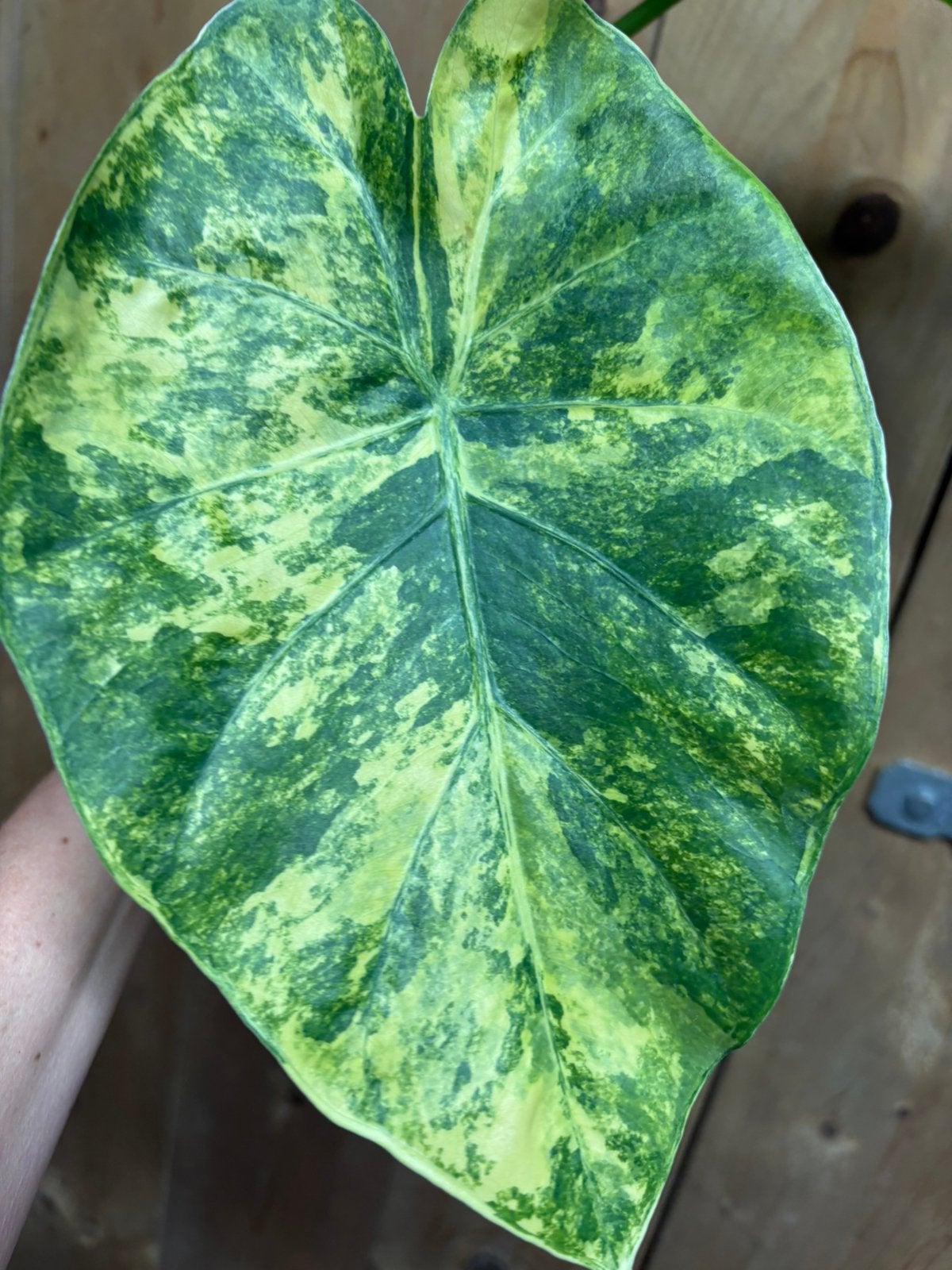 Philodendron macrorrhiza aurea yellow mint variegata plant, Huis en Inrichting, Kamerplanten, Ophalen of Verzenden, Halfschaduw