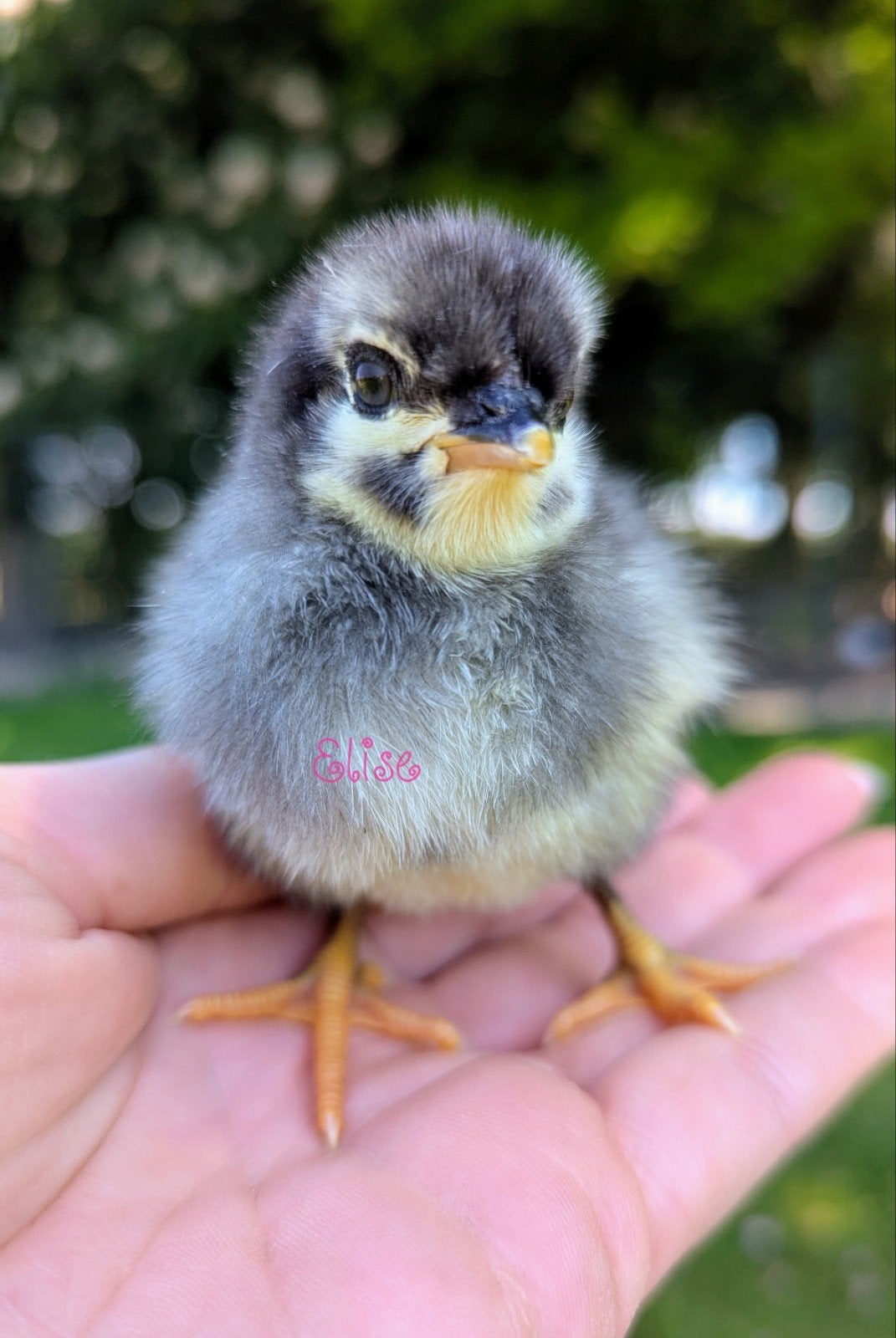 Pasgeboren kuikens kleurleggers easter eggers, Dieren en Toebehoren, Pluimvee, Kip
