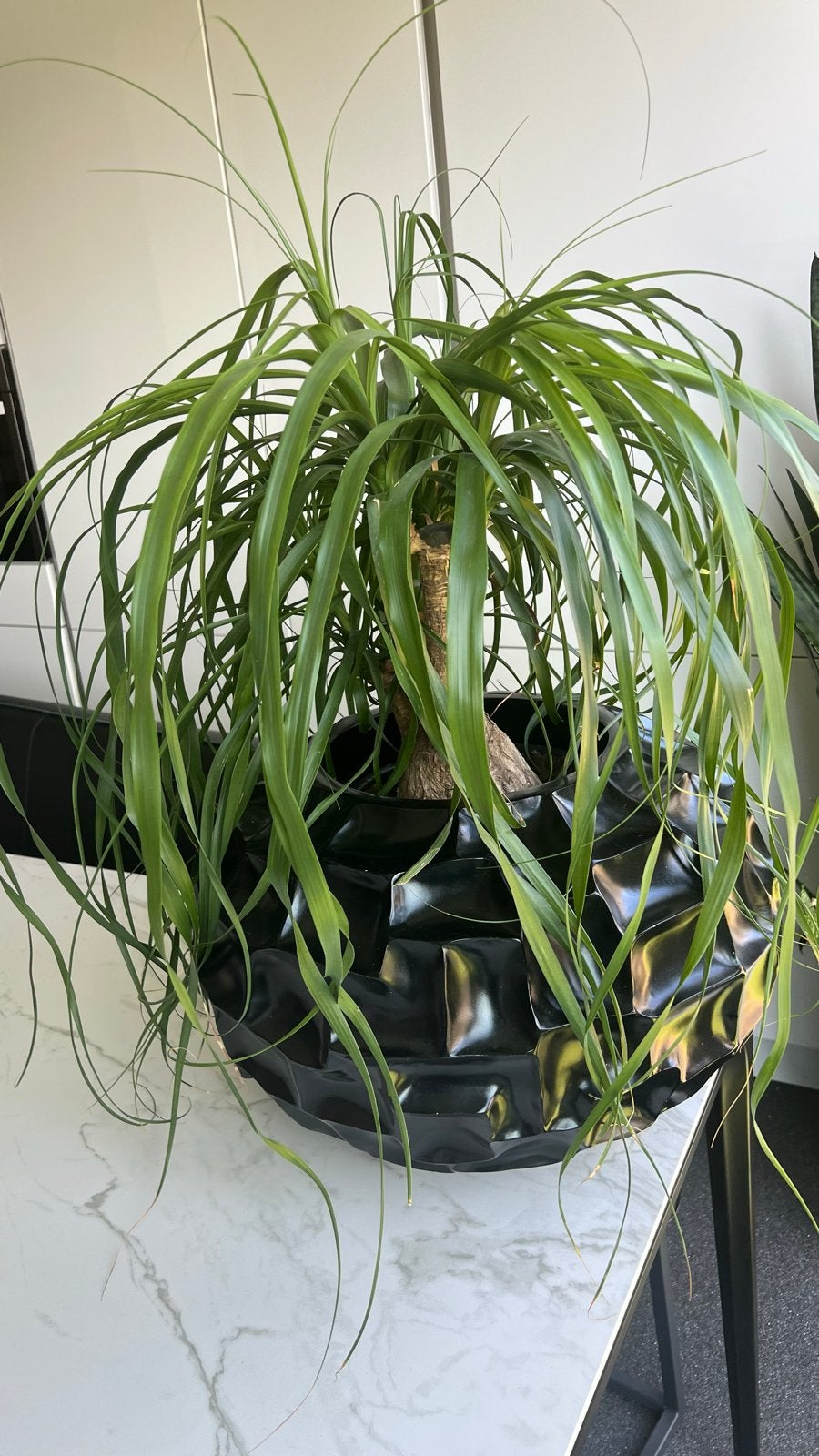 Gezonde en mooie olifantspoot plant met pot, Overige soorten, In pot, Minder dan 100 cm, Groene kamerplant