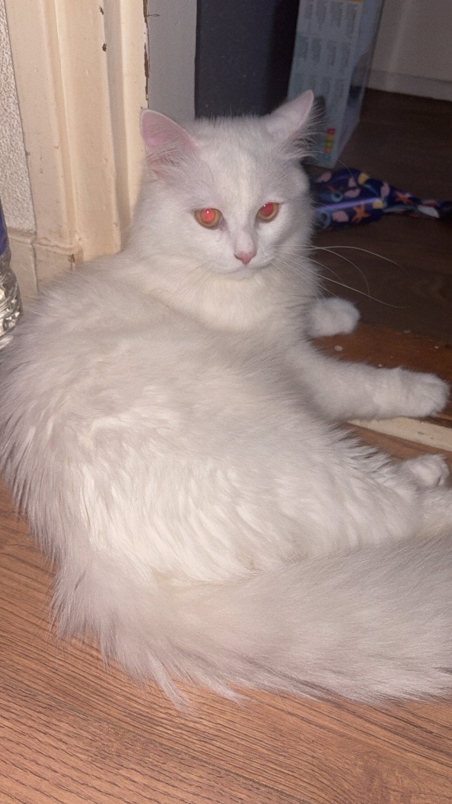 Shirazi kater 9 mnd, Kater, Ontwormd, 0 tot 2 jaar