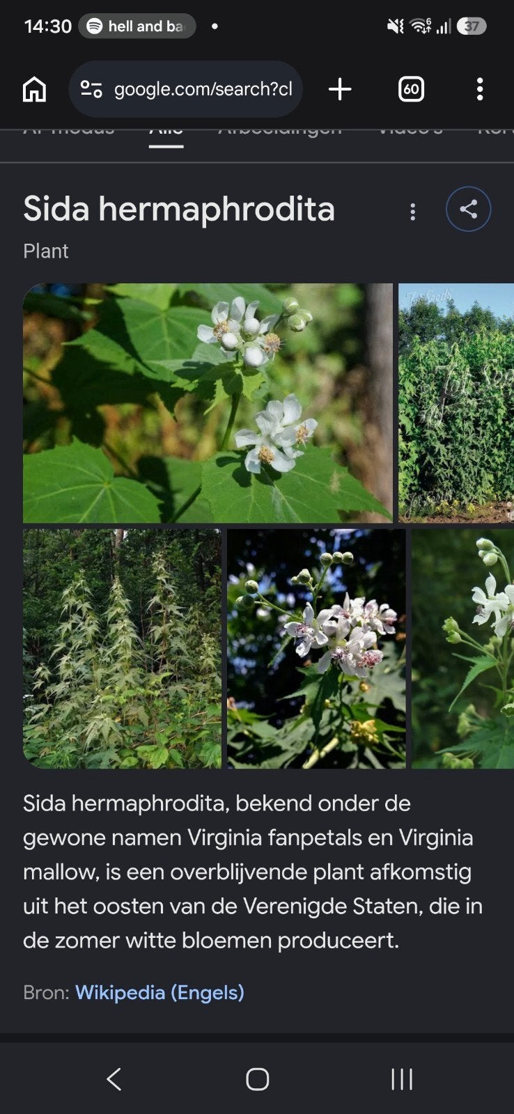 Sida Hermaphrodita - Virginia Fanpetal Plant, Volle zon, Vaste plant, Zomer, Ophalen