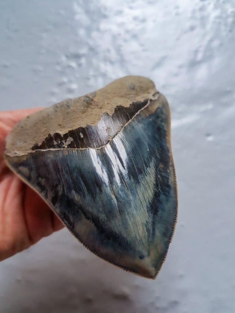 Megalodon fossielen tand uit Indonesie, Ophalen of Verzenden, Fossiel