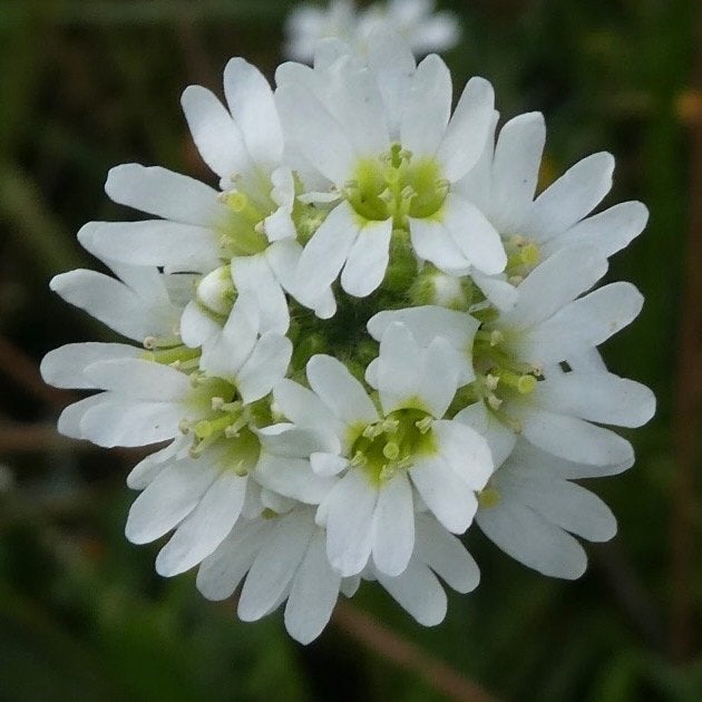 Zaden grijskruid (Berteroa incana), Ophalen of Verzenden, Najaar, Volle zon, Zaad