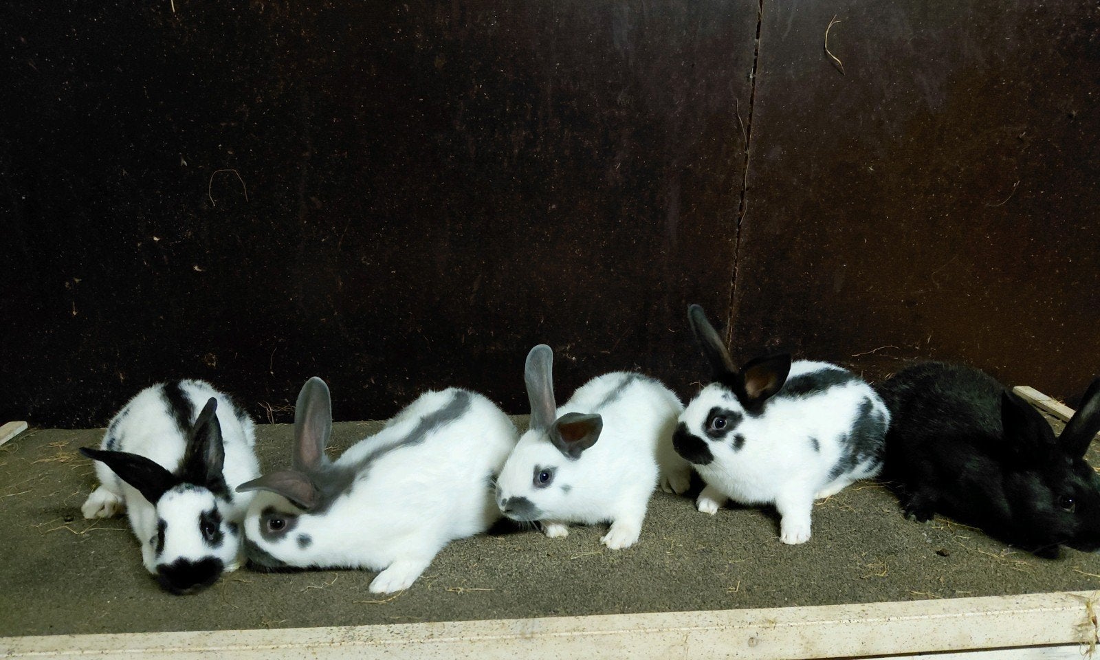 Lotharinger konijnen, Dieren en Toebehoren, Konijnen, Mannelijk, Middelgroot, 0 tot 2 jaar