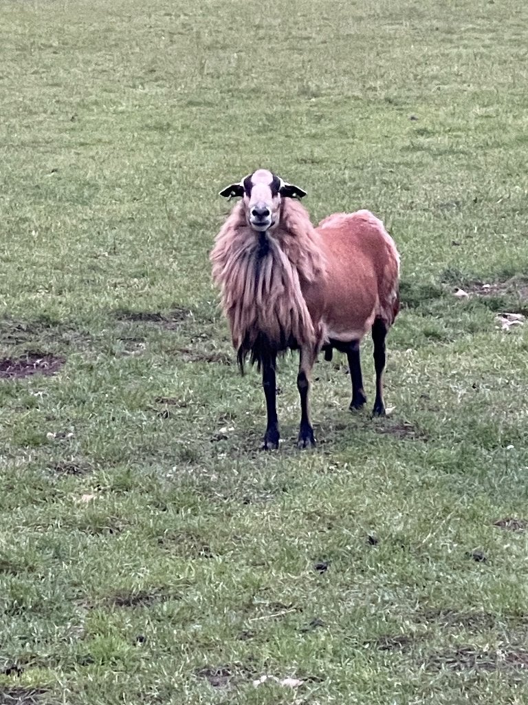 prachtige barbados blackbelly dekram te huur, Mannelijk, Schaap, 3 tot 5 jaar