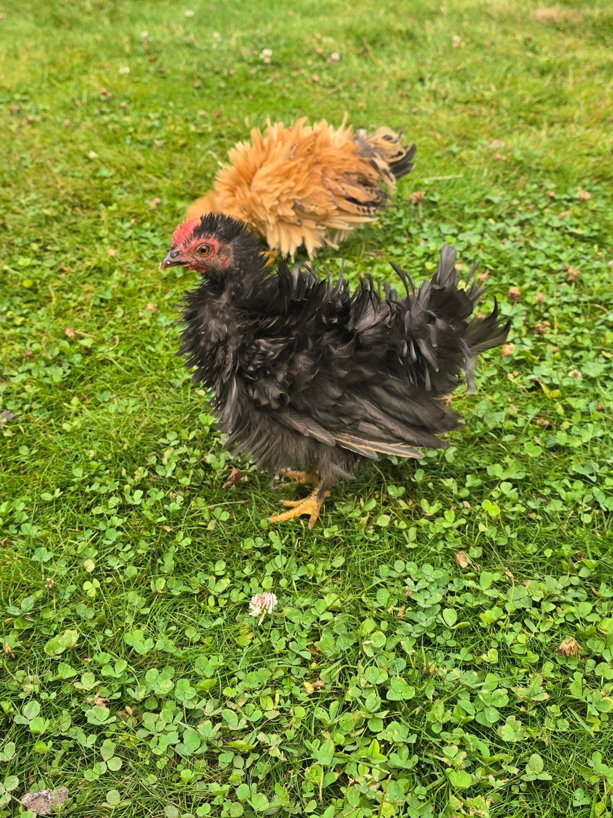 Mooie zwart gekrulde tamme Cochinhaan, Dieren en Toebehoren, Pluimvee, Mannelijk, Kip