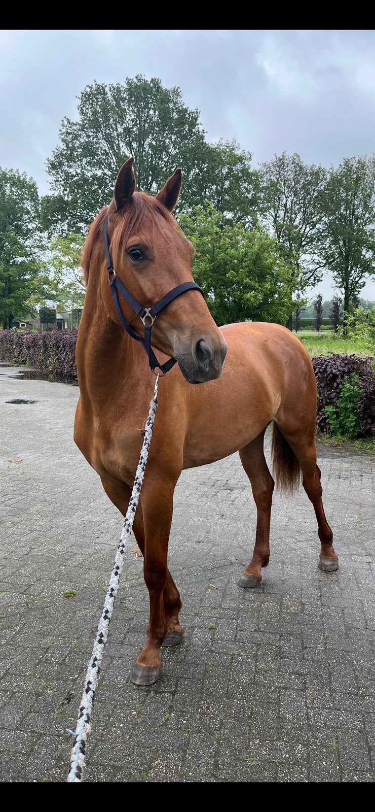 Super lieve 4 jarige merrie tekoop, Merrie, Met stamboom, 3 tot 6 jaar, 160 tot 165 cm