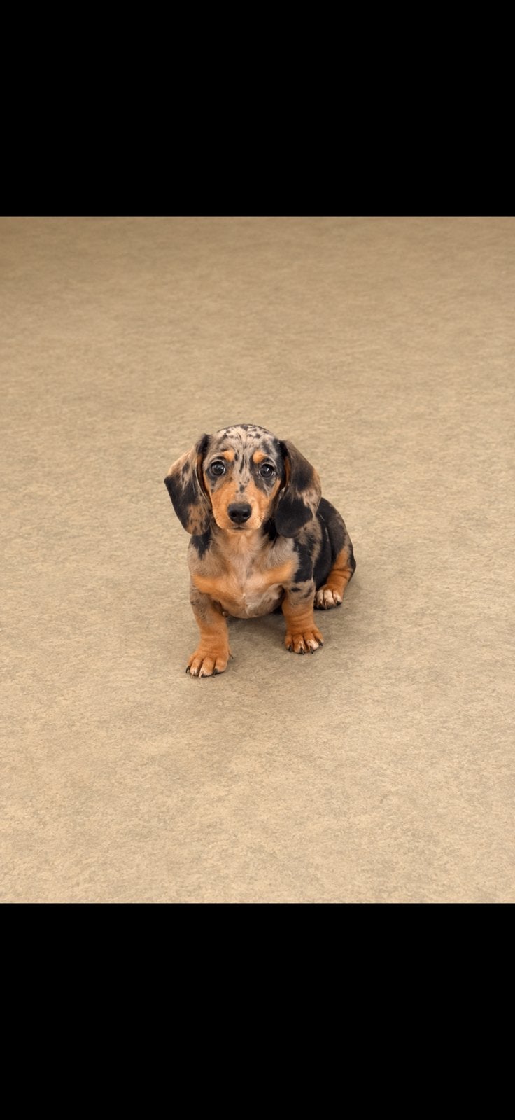Teckel pups kanichen/dwerg 1 teefje 1 reutje, Dieren en Toebehoren, Parvo, 8 tot 15 weken, Korthaar, Dwerg