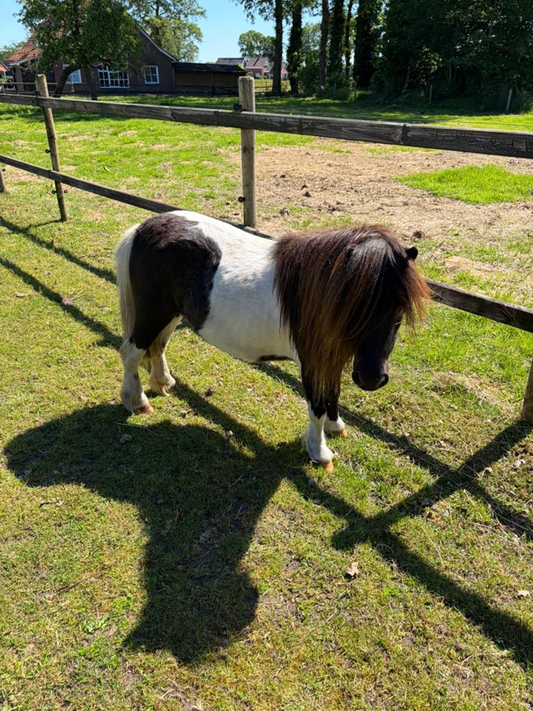 zwart bonte merrie, Dieren en Toebehoren, Merrie