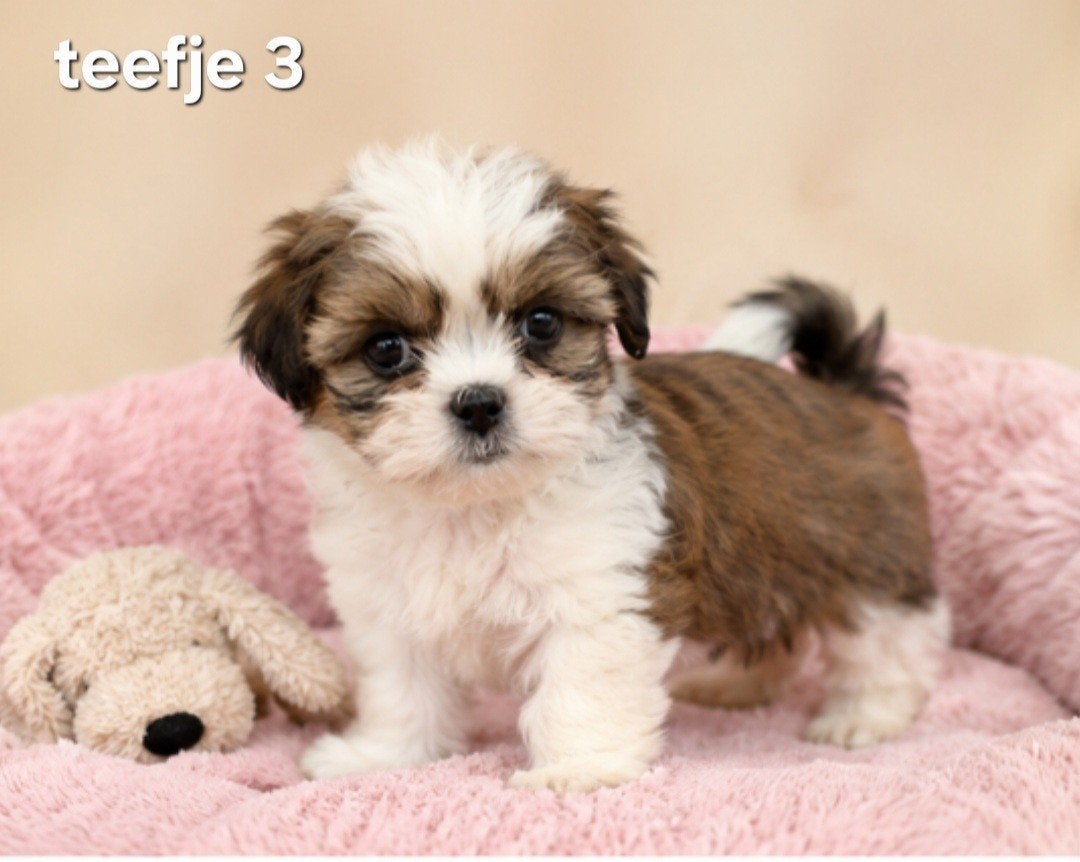 Kleinblijvende boomerpups mini maltezer maal shih tzu, Parvo, Overige rassen, 8 tot 15 weken, Meerdere